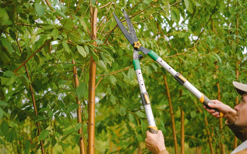 Tree trimming in Bowen, IL