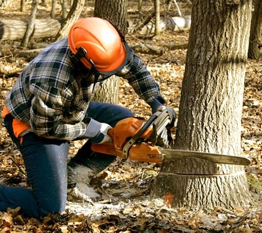 Tree Removal in Bowen, IL